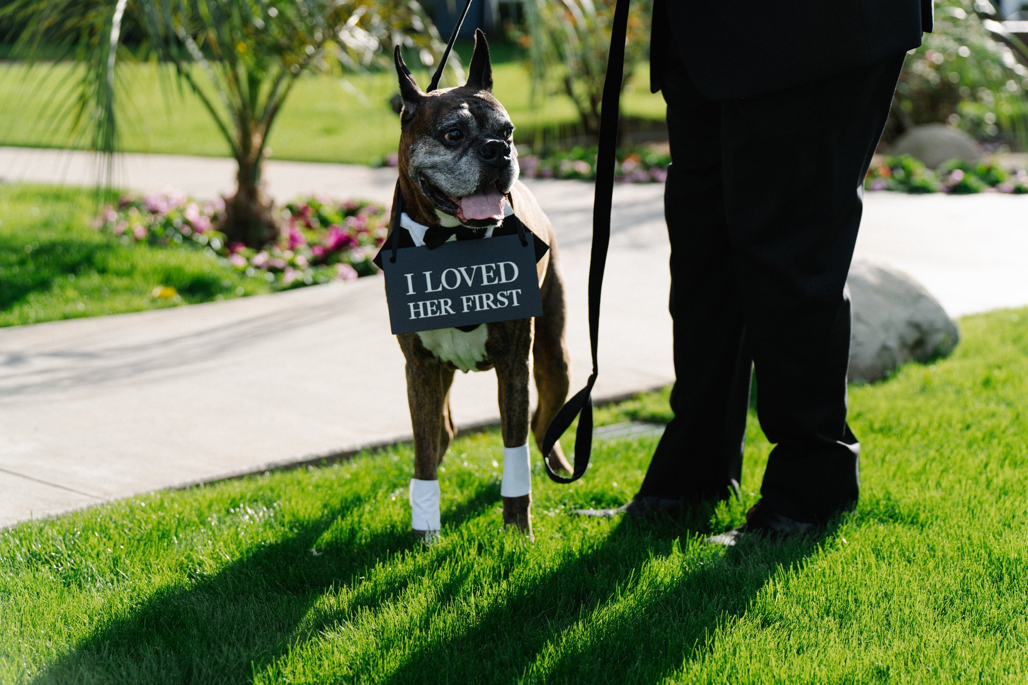 Wedding day with dog at a Coachella Valley wedding — Manuel & Alma photography