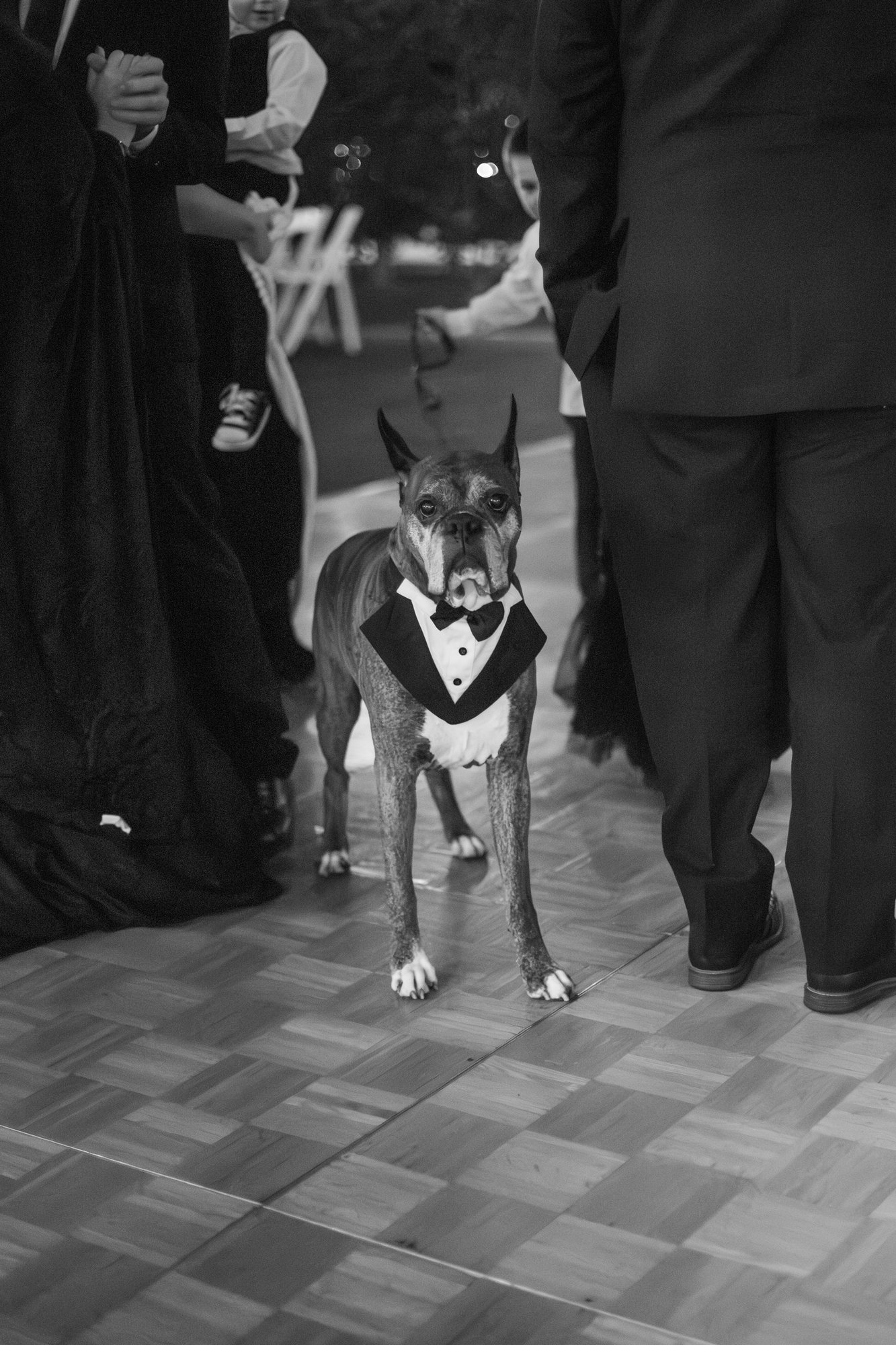 Bride with her dog at a Coachella Valley wedding ceremony
