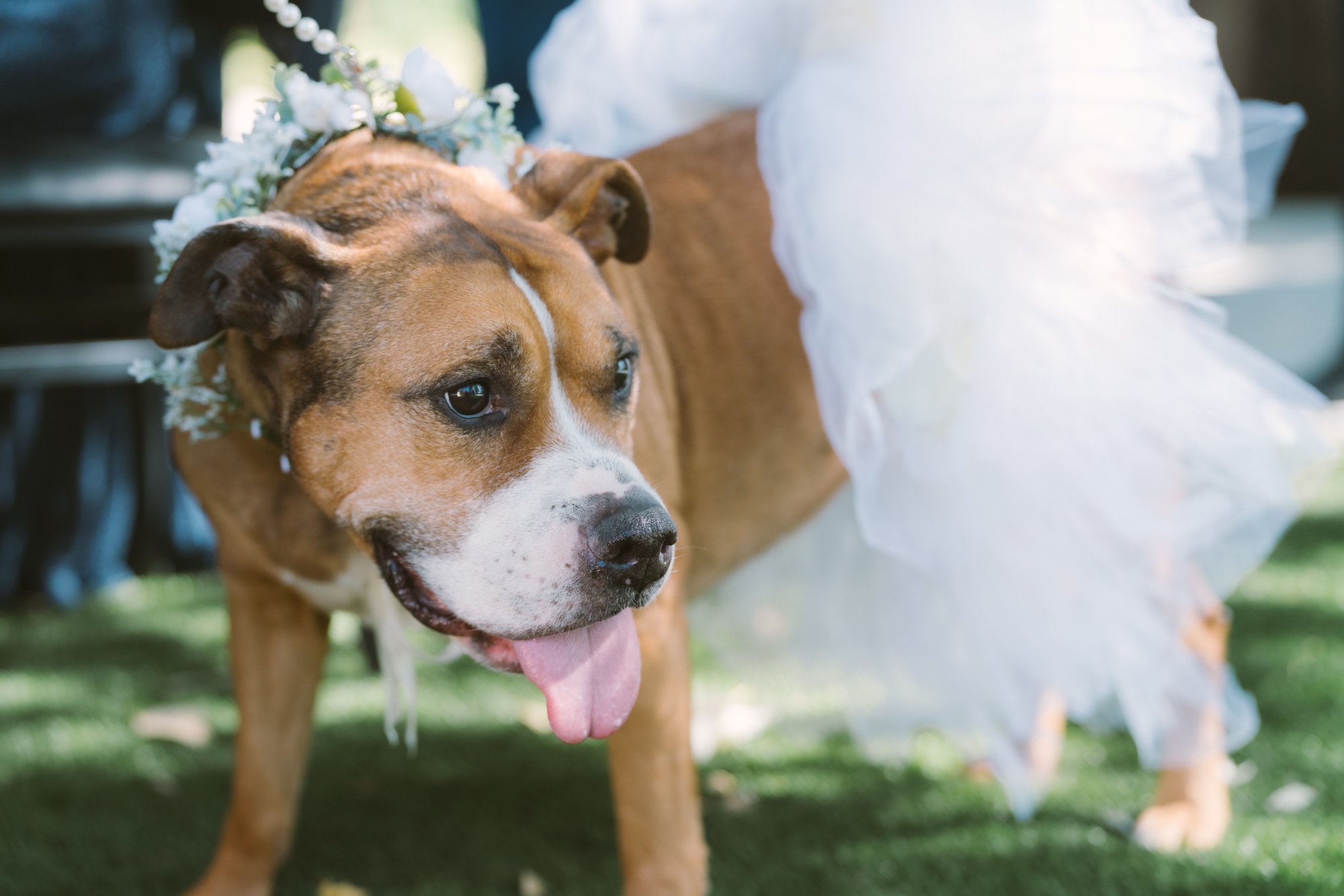 Couple's dog at a Coachella Valley wedding portrait
